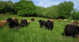 Capture d'écran 2025-09-23 095207