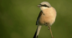 Capture d'écran 2025-09-23 100514