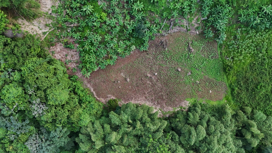 Vue aerienne abatti à Remire Montjoly - Lua Gomez 2